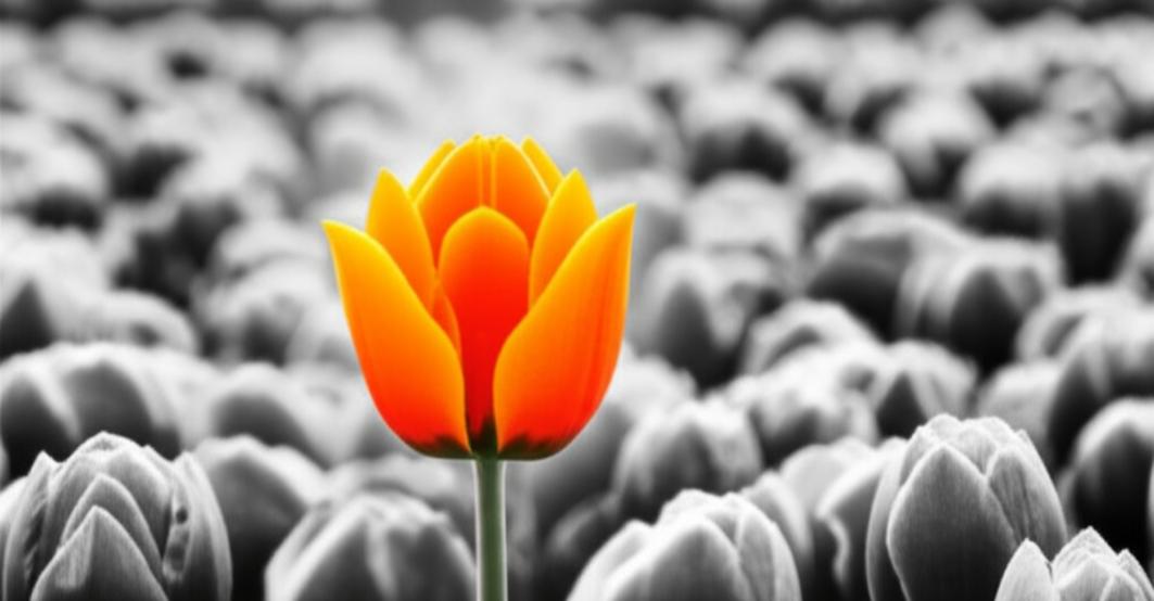 Khám phá Sự Độc Đáo: Chìa Khóa Thành Công Trong Thế Giới Đầy Biến Động